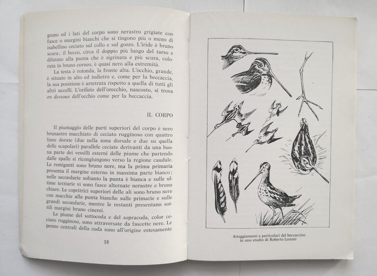 IL BECCACCINO di Adelio Ponce De Leon 1961 Olimpia libro …