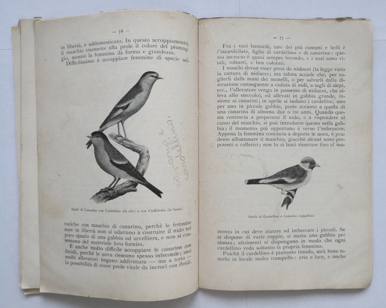 IL CANARINO di Paola 1934 Antonio Vallardi libro comuni uccelli …