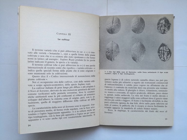 IL NOCE di Vincenzo Forte 1977 Edizioni Agricole libro manuale …