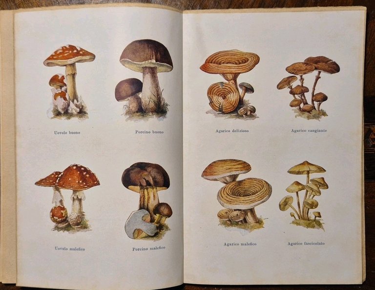 IL QUINTO ANNO DI INSEGNAMENTO OGGETTIVO Raffaello Zeno 1919 Libro …
