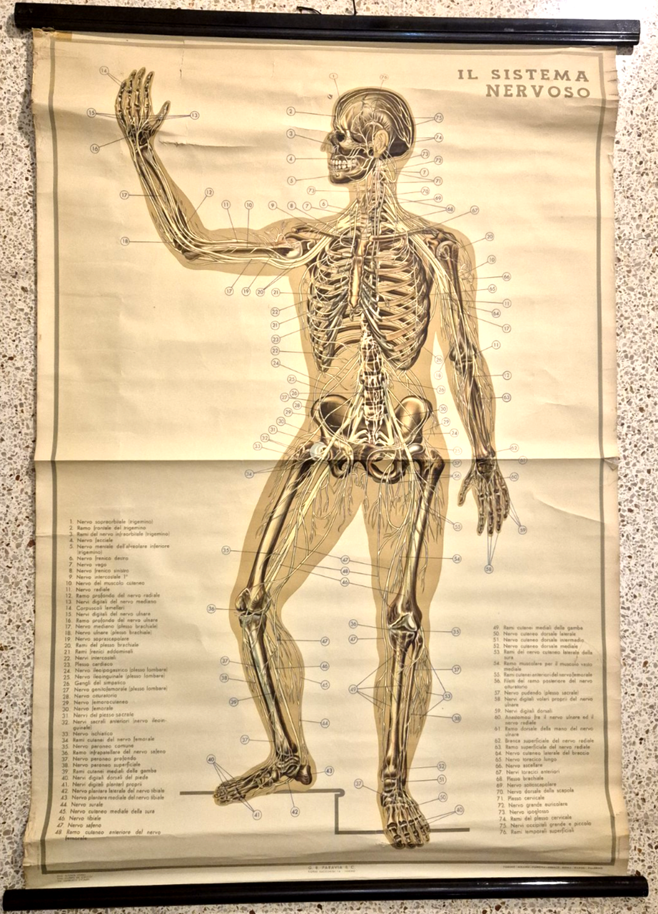 IL SISTEMA NERVOSO POSTER DIDATTICO Vintage 1951 Tavola Paravia Studio …