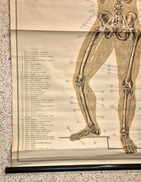 IL SISTEMA NERVOSO POSTER DIDATTICO Vintage 1951 Tavola Paravia Studio …