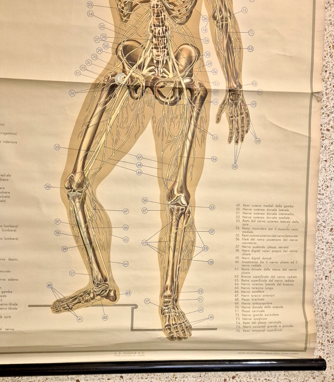 IL SISTEMA NERVOSO POSTER DIDATTICO Vintage 1951 Tavola Paravia Studio …