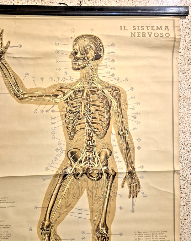 IL SISTEMA NERVOSO POSTER DIDATTICO Vintage 1951 Tavola Paravia Studio …