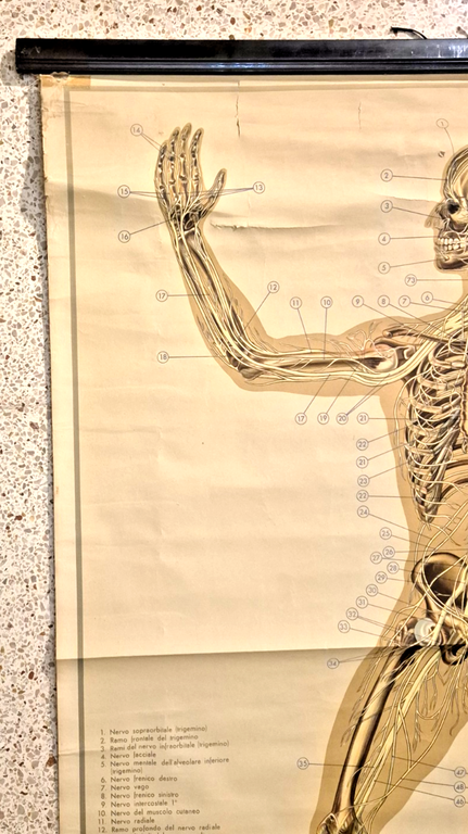 IL SISTEMA NERVOSO POSTER DIDATTICO Vintage 1951 Tavola Paravia Studio …
