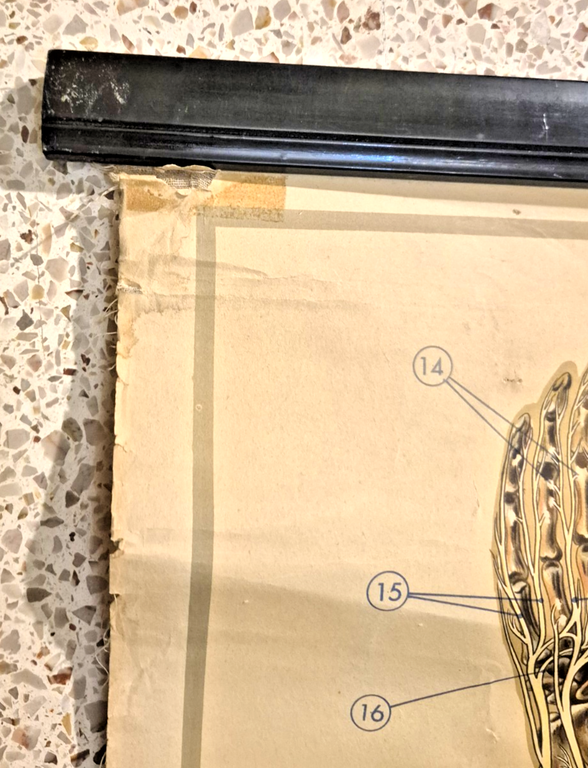 IL SISTEMA NERVOSO POSTER DIDATTICO Vintage 1951 Tavola Paravia Studio …