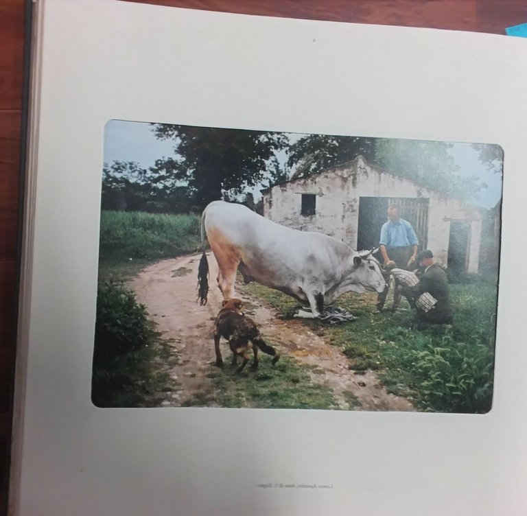 Immagini 3 di Bepi Merisio BPB 1973 Poligrafiche Bolis 20 …