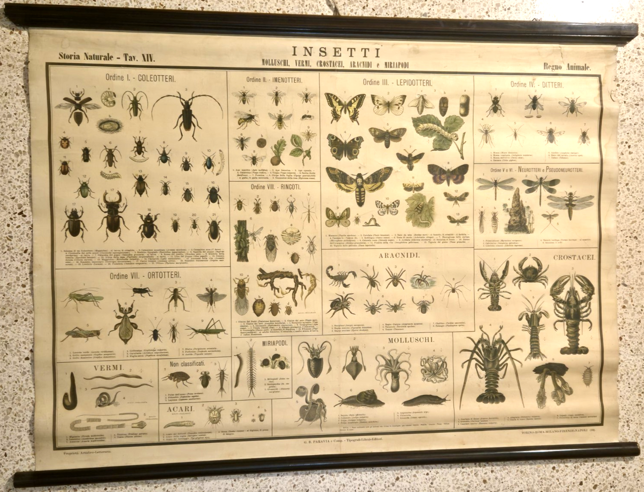 INSETTI Farfalle Ragni molluschi POSTER DIDATTICO Vintage Tavola Paravia