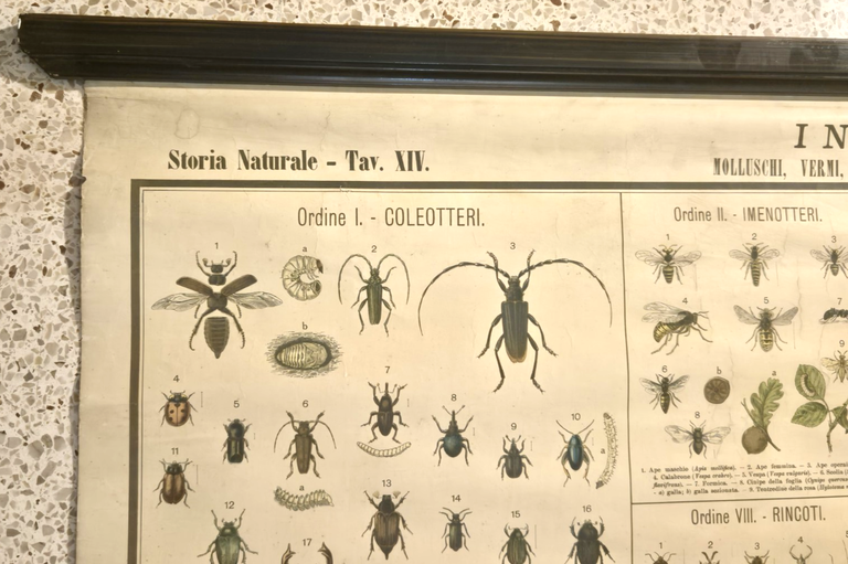 INSETTI Farfalle Ragni molluschi POSTER DIDATTICO Vintage Tavola Paravia