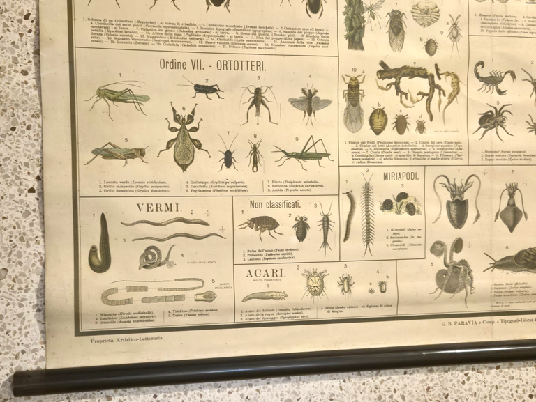 INSETTI Farfalle Ragni molluschi POSTER DIDATTICO Vintage Tavola Paravia