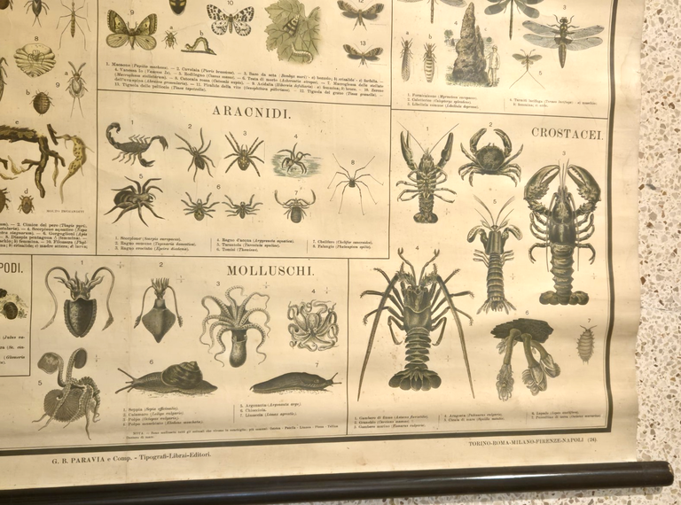 INSETTI Farfalle Ragni molluschi POSTER DIDATTICO Vintage Tavola Paravia