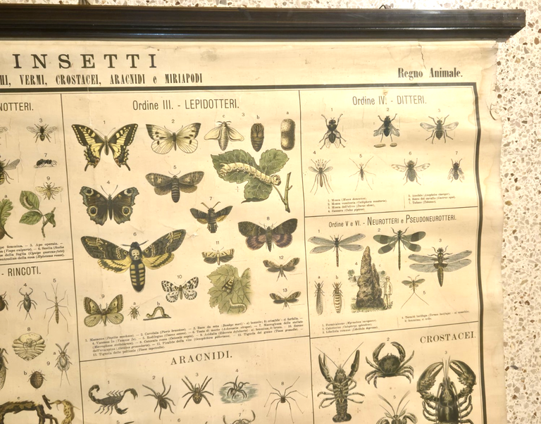INSETTI Farfalle Ragni molluschi POSTER DIDATTICO Vintage Tavola Paravia