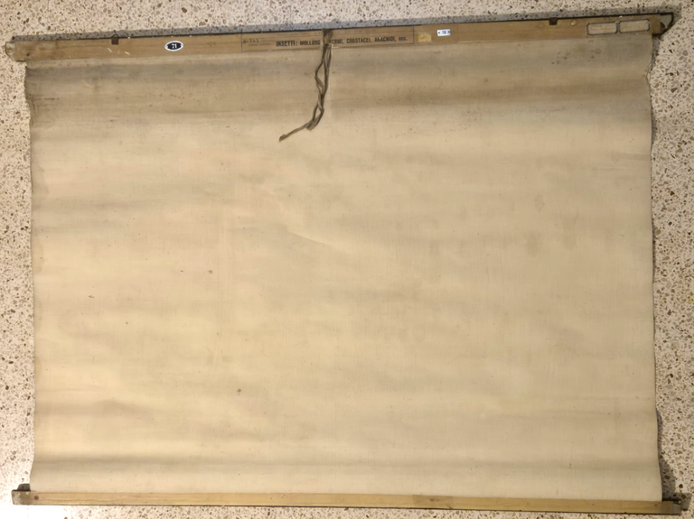 INSETTI Farfalle Ragni molluschi POSTER DIDATTICO Vintage Tavola Paravia