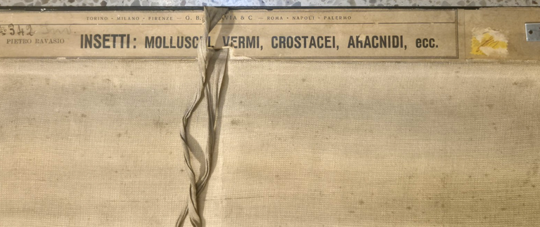 INSETTI Farfalle Ragni molluschi POSTER DIDATTICO Vintage Tavola Paravia