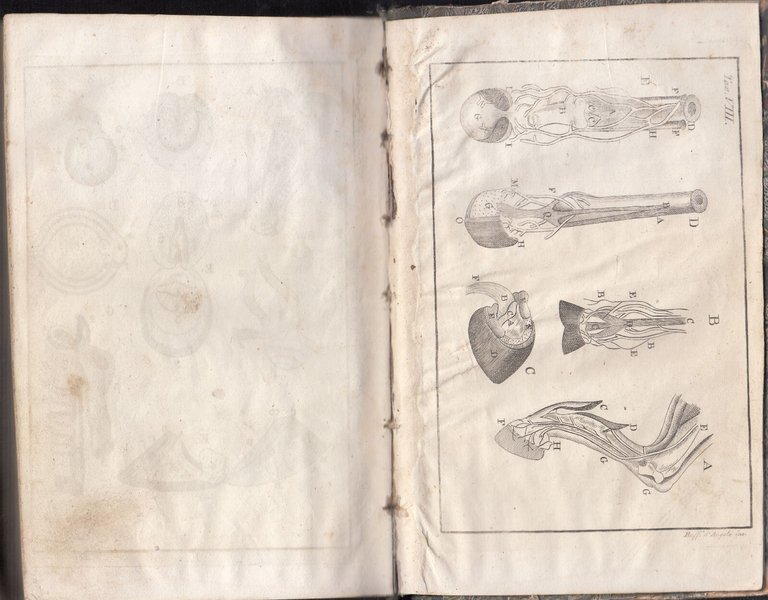 ISTITUZIONI DI MASCALCIA Francesco Bonsi 2 volumi 1824 Libro antico …