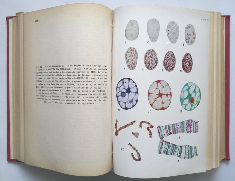 ISTOLOGIA ED EMBRIOLOGIA di Alberto Stefanelli 1962 Edizioni dell'Ateneo Libro