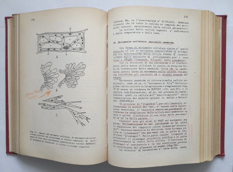 ISTOLOGIA ED EMBRIOLOGIA di Alberto Stefanelli 1962 Edizioni dell'Ateneo Libro