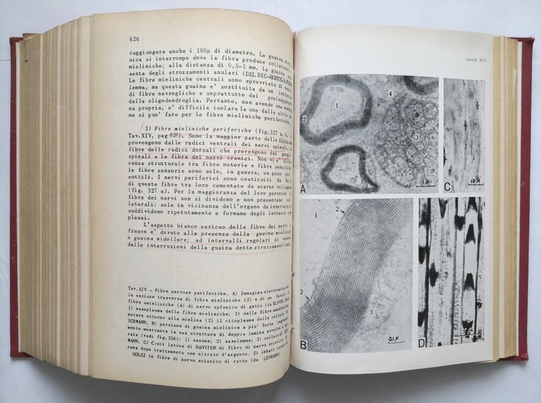 ISTOLOGIA ED EMBRIOLOGIA di Alberto Stefanelli 1962 Edizioni dell'Ateneo Libro