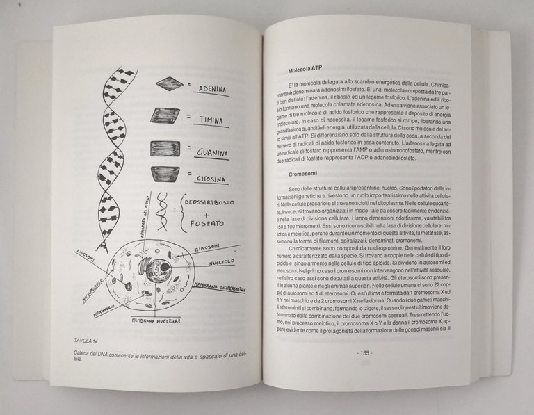 L'AFFASCINANTE STORIA DELL'UNIVERSO E DELLA VITA di Natalicchio 1988 Libro