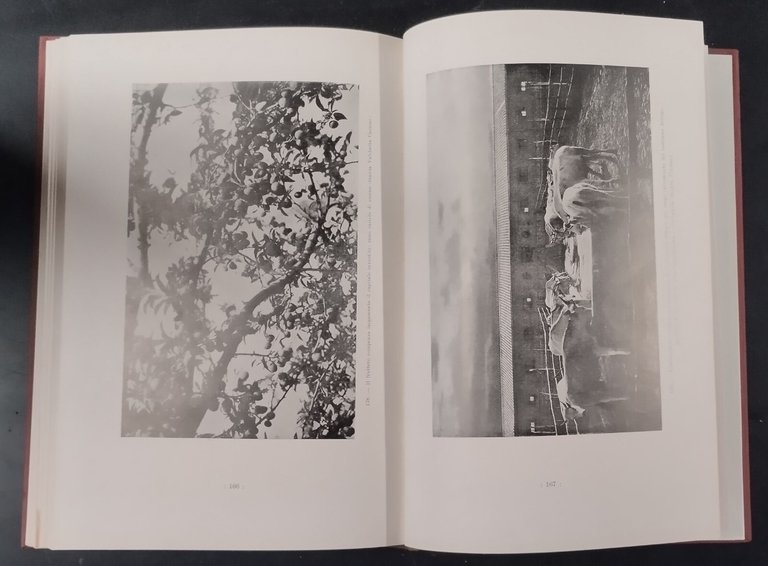 L'AGRO ROMANO NEL PRIMO QUINQUENNIO FASCISTA 1928 Cuggiani Libro bonifiche
