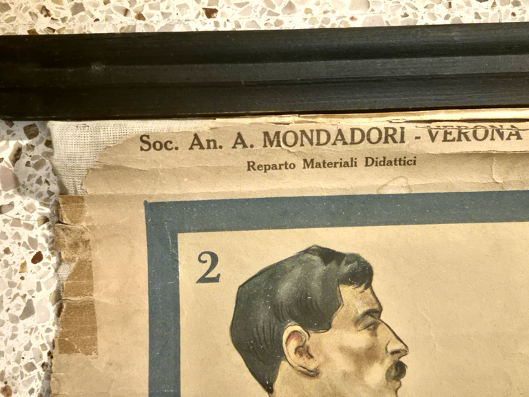 L'ALCOOLISMO lesioni organiche POSTER DIDATTICO Vintage Tavola Mondadori anni 30