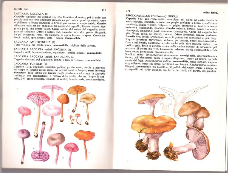 L'ATLANTE DEI FUNGHI di Giuseppe Pace 1975 Mondadori Editore Libro …