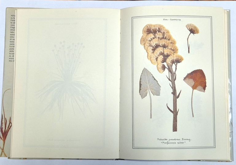 L'ERBARIO di Ada e Alfonso Sella 1989 Centro Botanico Libro … | Immagine Gallery 3
