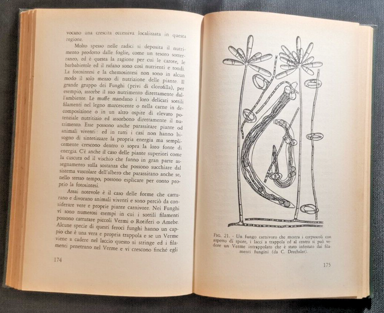 L'ORGANIZZAZIONE DEGLI ESSERI VIVENTI di John Tyler Bonner 1959 libro …
