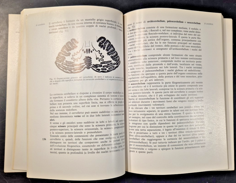 L'ORGANIZZAZIONE DEL SISTEMA NERVOSO di Giordano Lanza Grossi Zaccheo Libro …