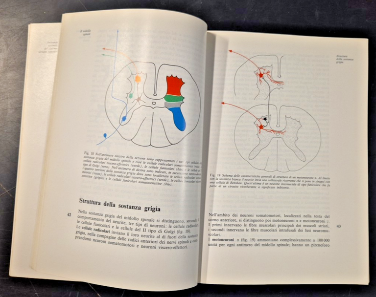 L'ORGANIZZAZIONE DEL SISTEMA NERVOSO di Giordano Lanza Grossi Zaccheo Libro …