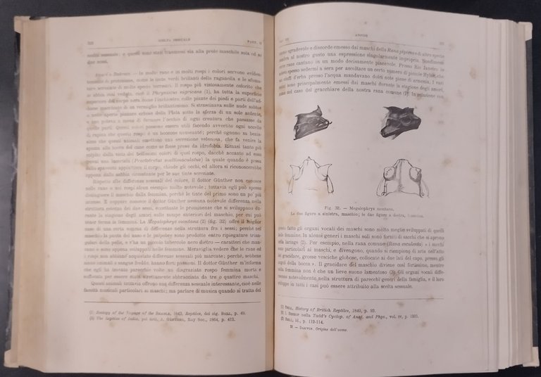 L'ORIGINE DELL'UOMO E LA SCELTA IN RAPPORTO COL SESSO di …