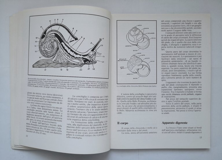 LA CHIOCCIOLA di Gianni Avagnina 2000 Calderini Edagricole Libro elicicoltura
