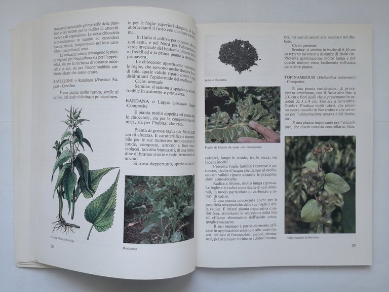 LA CHIOCCIOLA di Gianni Avagnina 2000 Calderini Edagricole Libro elicicoltura