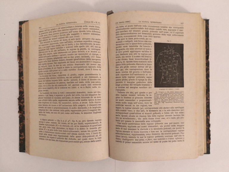 LA CLINICA VETERINARIA annata complet 1886 di Lanzillotti Buonsanti Libro …