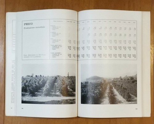 LA COLTURA DEL MELO PERO E PESCO IN ITALIA eurofrut …