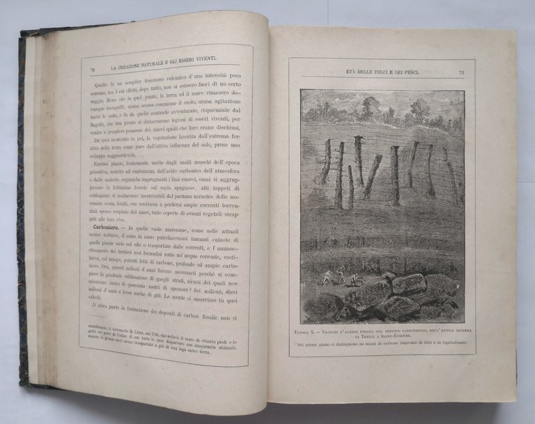 LA CREAZIONE NATURALE E GLI ESSERI VIVENTI di Giulio Rengade …