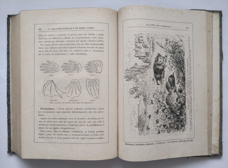 LA CREAZIONE NATURALE E GLI ESSERI VIVENTI di Giulio Rengade …