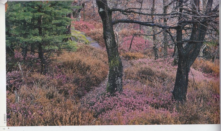 LA MAGIA DELL'ISTANTE NATURA IN ALTO ADIGE strix fotonaturalisti 2003 …