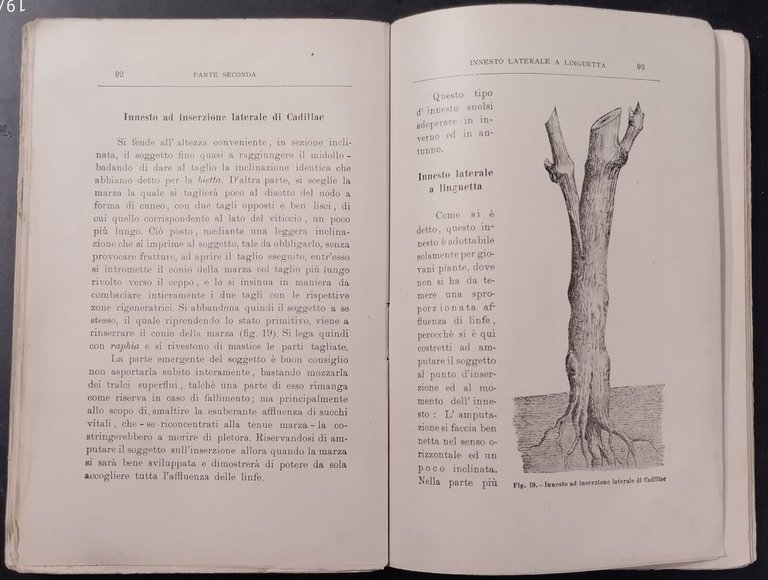 LA RICOSTITUZIONE DEI VIGNETI FILLOSSERATI di Guttuso Fasulo 1906 Reber …