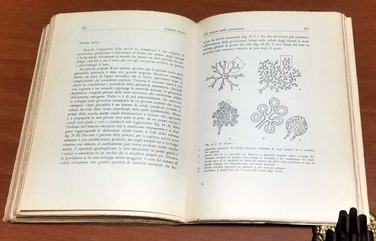 LA RIPRODUZIONE UMANA George W Corner 1963 Boringhieri Editore Libro