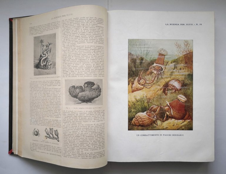 LA SCIENZA PER TUTTI annata completa 1911 volume 3 Sonzogno …