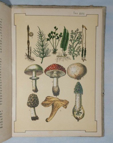 LA STORIA NATURALE crostacei molluschi di Fornari 1892 libro scolastico …