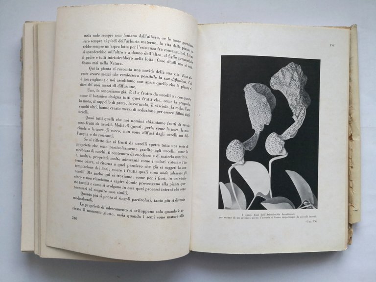 LA VITA DELLE PIANTE di Raoul Francé 1933 Genio Libro …