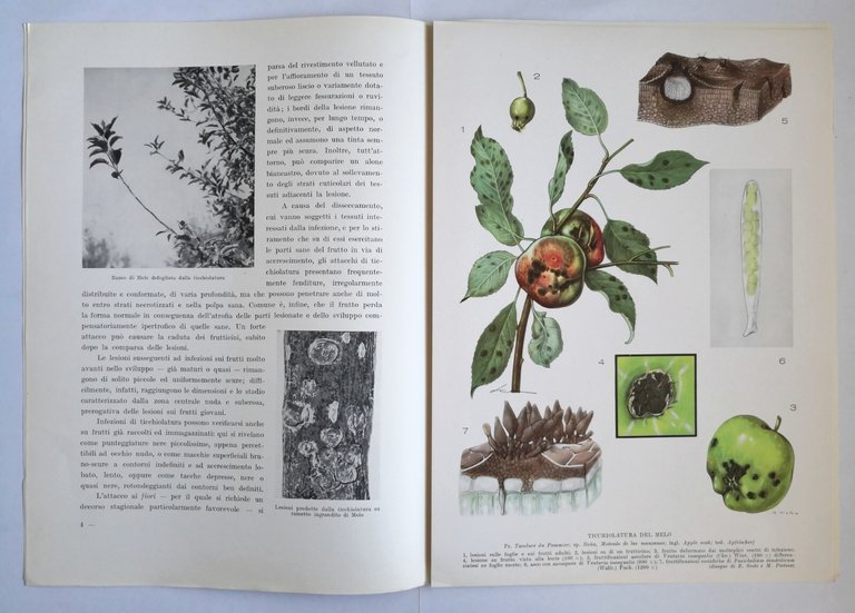 LE AVVERSITÀ DELLE PIANTE AGRARIE 5 volumi Ramo Editoriale Agricoltori …