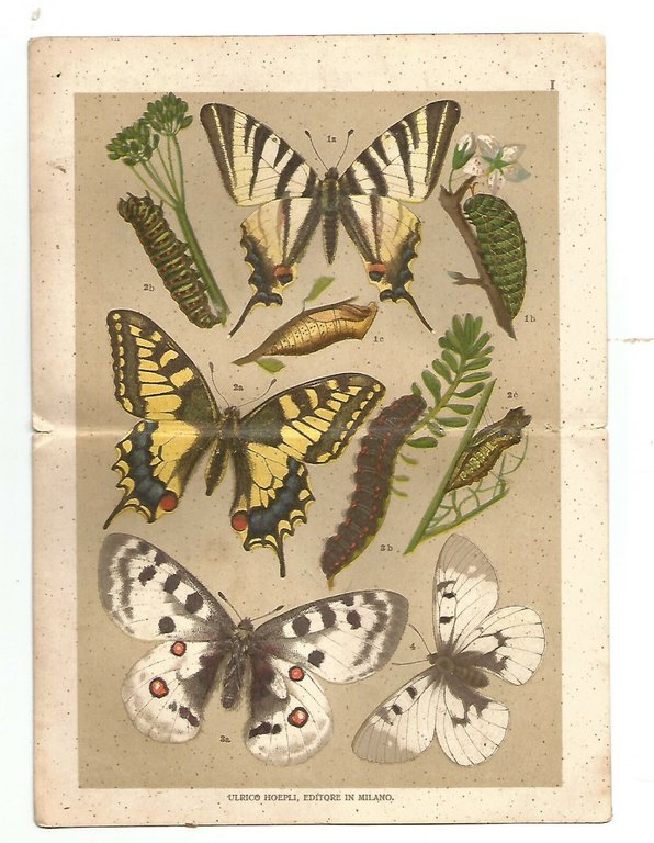 LE FARFALLE ATLANTE Angelo Senna 1912 Ulrico Hoepli manuali MANCANO …