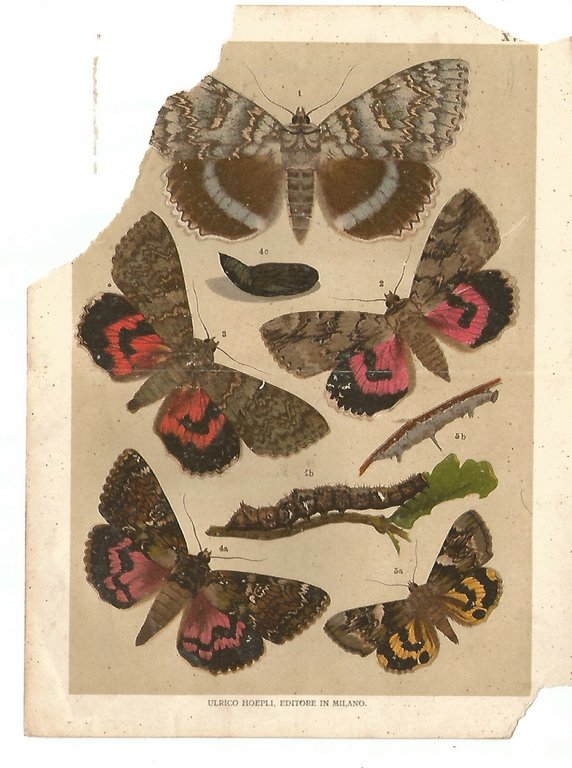LE FARFALLE ATLANTE Angelo Senna 1912 Ulrico Hoepli manuali MANCANO …