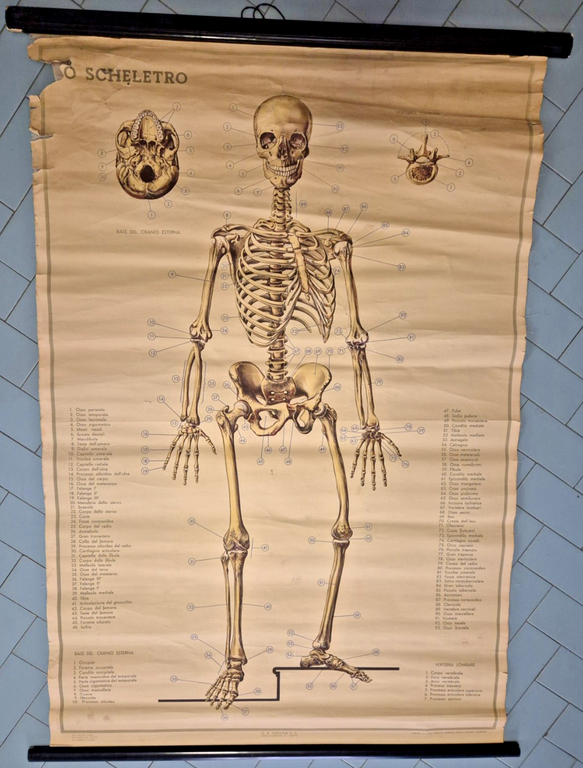 LO SCHELETRO UMANO POSTER DIDATTICO Vintage 1951 Tavola Paravia Studio …