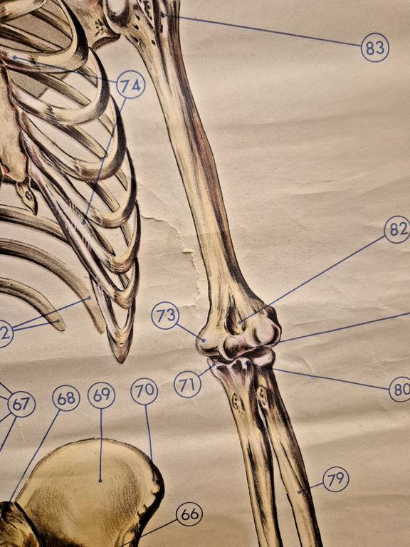 LO SCHELETRO UMANO POSTER DIDATTICO Vintage 1951 Tavola Paravia Studio …