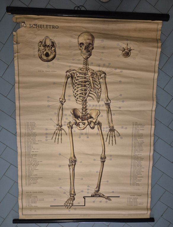 LO SCHELETRO UMANO POSTER DIDATTICO Vintage 1951 Tavola Paravia Studio …