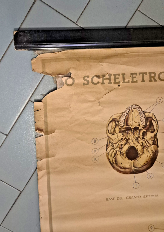 LO SCHELETRO UMANO POSTER DIDATTICO Vintage 1951 Tavola Paravia Studio …